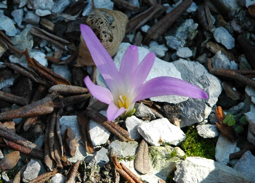 Colchicum montanum photo